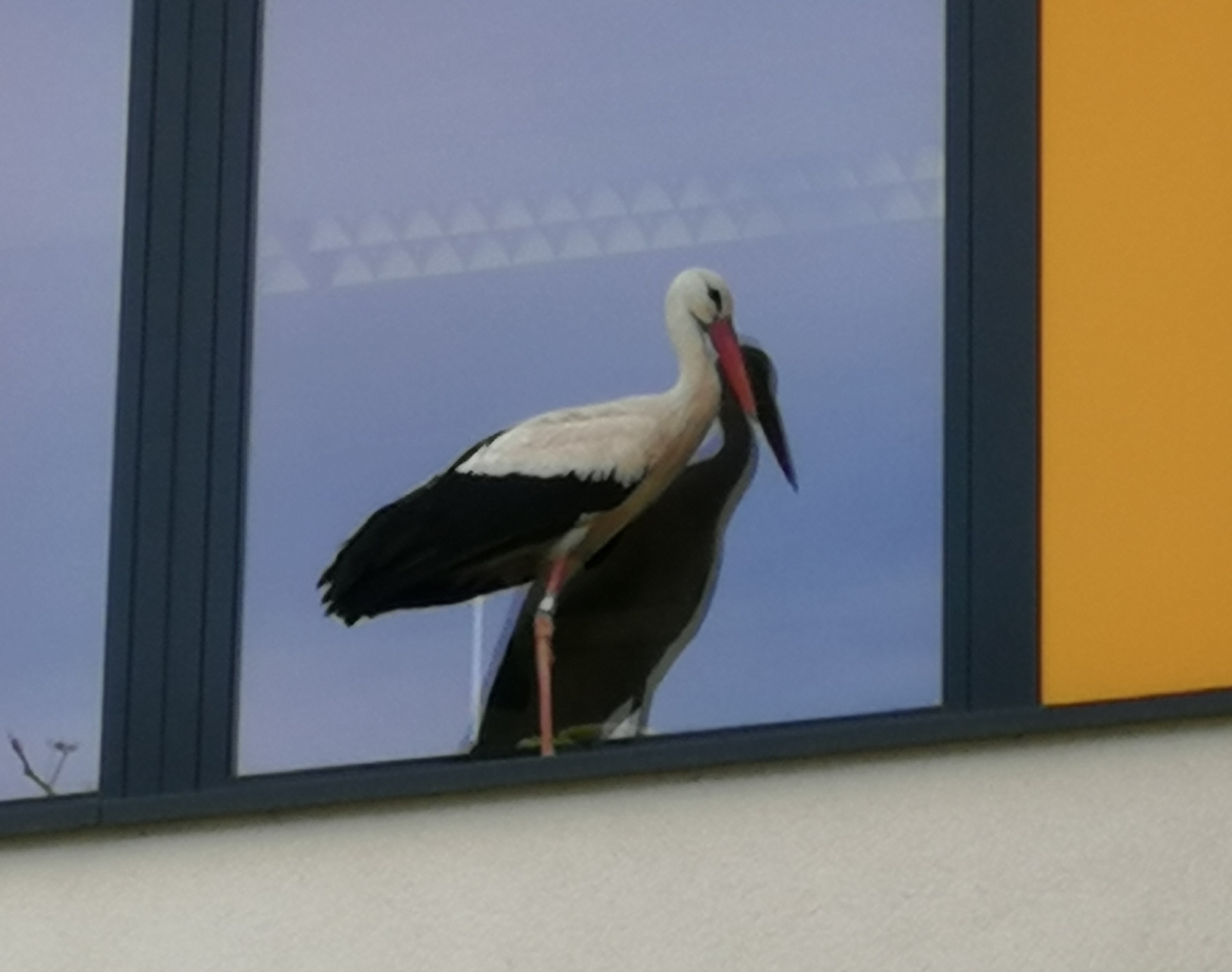 IMG 20250403 1004351